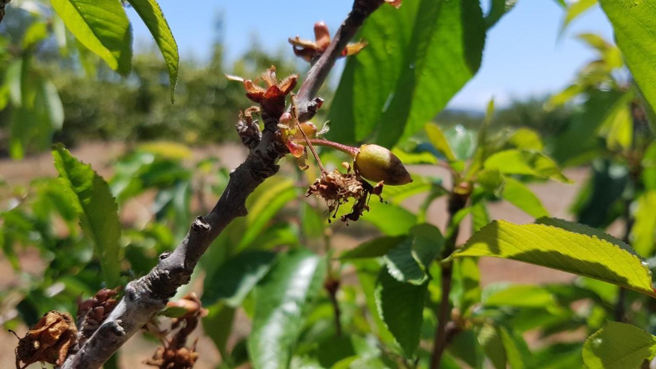 Finca Can Pepis Santa Agnes de Corona Exterior photo
